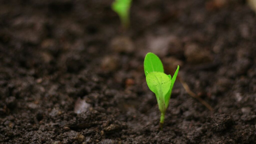 growth growth